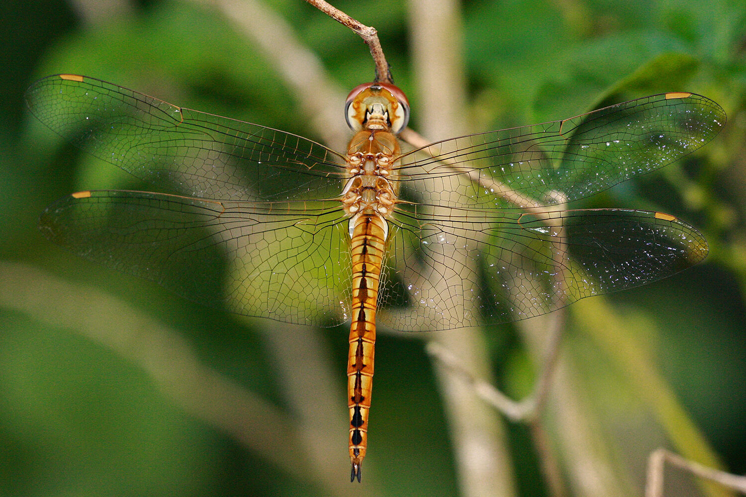 Male Pantala flavescens by Mary Keim